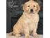 PoulaTo: Κουτάβια Golden Retriever